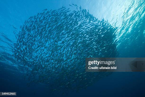 Schooling Bigeye Trevally, Caranx sexfasciatus, Tulamben, Bali, Indonesia