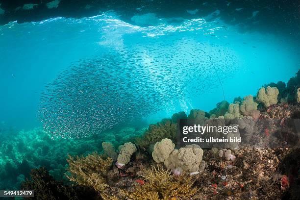 Shoal of Silversides, Atherinidae, Raja Ampat, West Papua, Indonesia