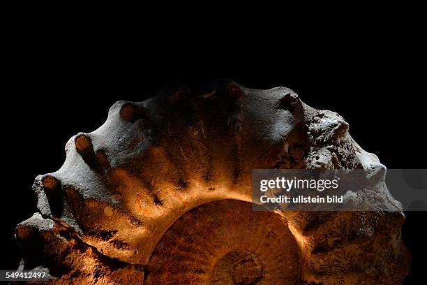 Germany, NRW, Essen: Ammonites, cephalopods, in the exhibition of the Ruhrland Museum