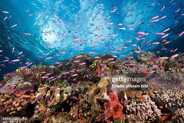 Anthias over Coral Reef, Luzonichthys whitleyi, Pseudanthias squamipinnis, Makogai, Lomaviti, Fiji