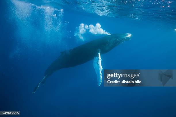 Humpback Whale Tail, Megaptera novaeangliae, Silver Bank, Atlantic Ocean, Dominican Republic