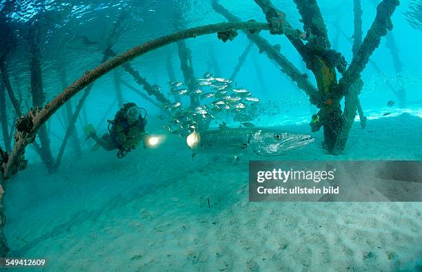 Pygmy sweeper and Scuba diver, Parapriacanthus ransonneti, Malaysia, Pazifik, Pacific ocean, Borneo, Lankayan