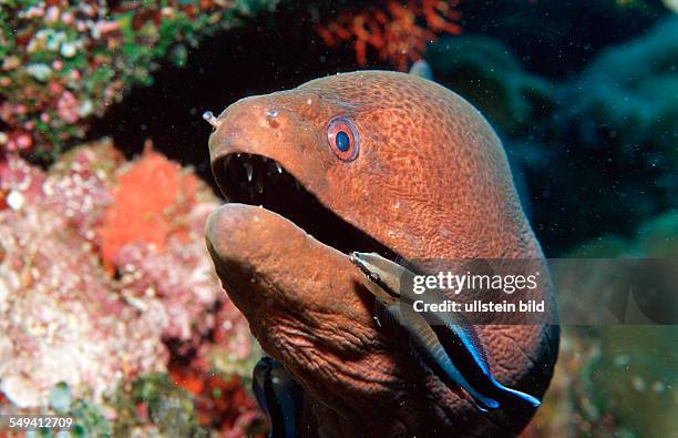 Cleaner wrasse cleaning Yellow-margined moray, Labroides dimidiatus, Gymnothorax flavimarginatus, Maldives Island, Indian Ocean, Ari Atol