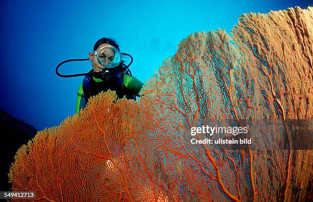 Scuba diver and coral reef, Thailand, Indian Ocean, Phuket, Similan Islands, Andaman Sea