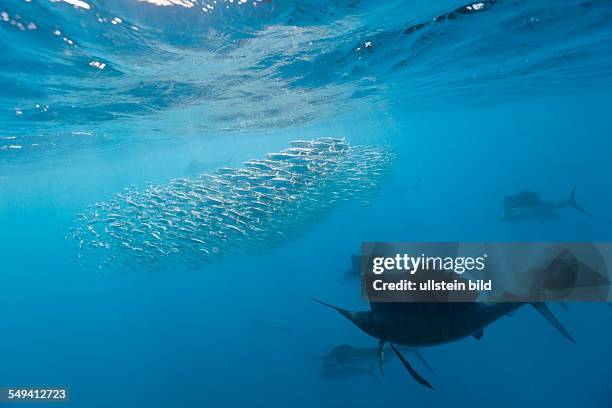 Atlantic Sailfish hunting Sardines, Istiophorus albicans, Isla Mujeres, Yucatan Peninsula, Caribbean Sea, Mexico