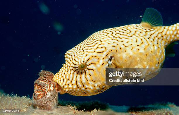 Eating Map puffer, Arothron mappa, Malaysia, Pazifik, Pacific ocean, Borneo, Lankayan