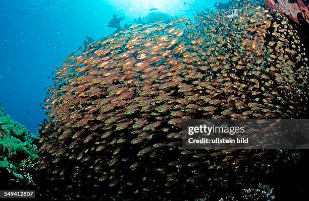 Schooling Pygmy sweeper, Parapriacanthus ransonneti, Indonesia, Indian Ocean, Komodo National Park