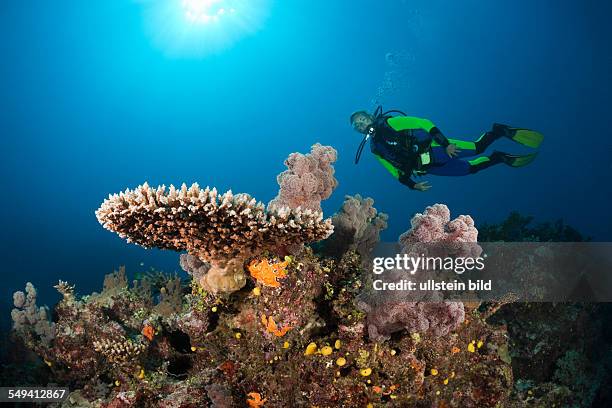 Scuba Diver over Coral Reef, Wakaya, Lomaiviti, Fiji