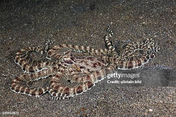 Mimic Octopus, Thaumoctopus mimicus, Lembeh Strait, North Sulawesi, Indonesia