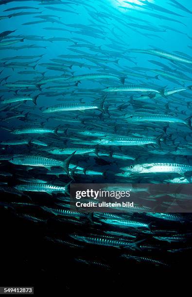 Blackfin barracuda, Sphyraena qenie, Malaysia, Borneo, Sipadan, Pacific ocean, Celebes Sea