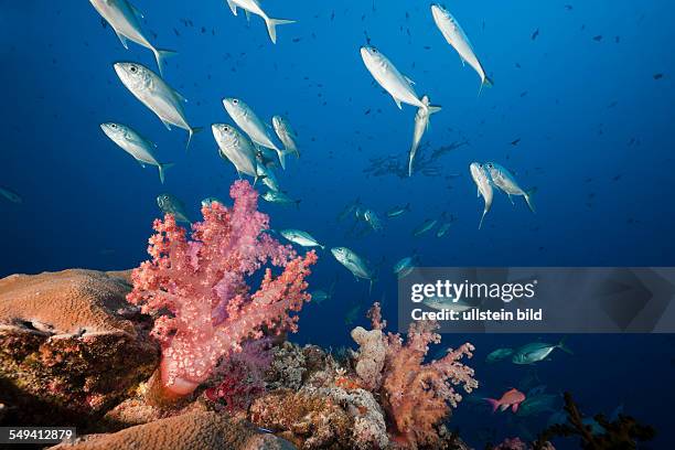 Shoal of Bigeye Trevally over Coral Reef, Caranx sexfasciatus, Namena Marine Reserve, Fiji