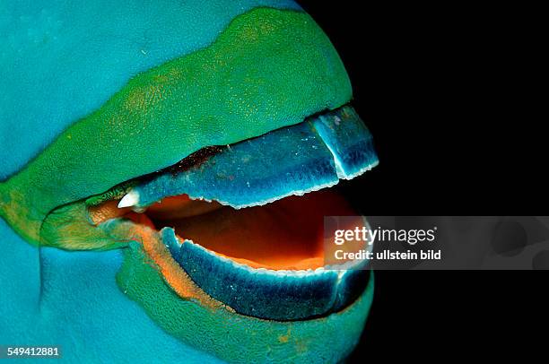 Greentroat parrotfish, Scarus prasiognathos, Thailand, Indian Ocean, Phuket, Similan Islands, Andaman Sea