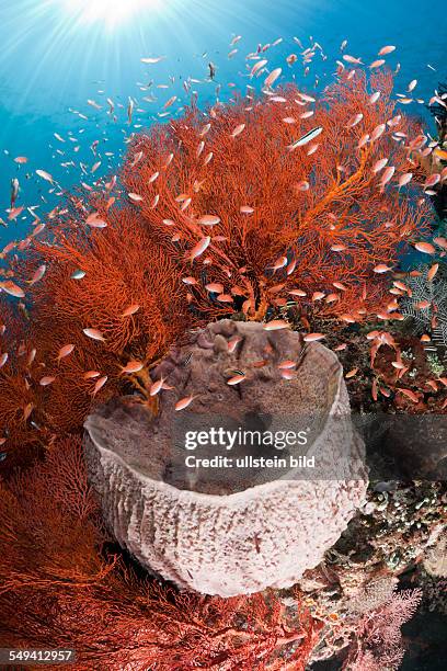 Barrel Sponge and Seafan, Xestospongia testudinaria, Melithaea sp., Amed, Bali, Indonesia