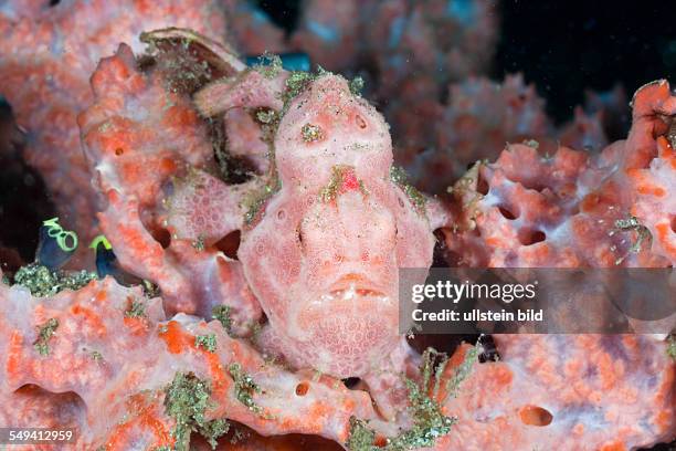 Spotted Frogfish, Antennarius pictus, Raja Ampat, West Papua, Indonesia