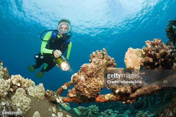 Frogfishes and Diver, Antennarius commersonii, Maui, Hawaii, USA