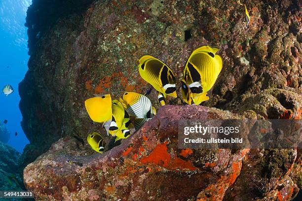 Racoon-Butterflyfishes feeding Eggs from other Fishes, Chaetodon lunula, Cathedrals of Lanai, Maui, Hawaii, USA