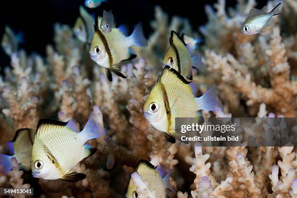 Reticulated Dascyllus, Dascyllus reticulatus, Namena Marine Reserve, Fiji