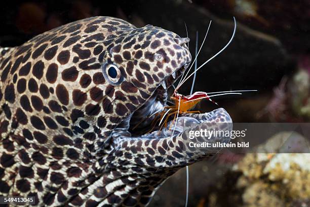 Honeycomb Moray cleaned by white-banded Cleaner Shrimp, Lysmata amboinensis, Gymnothorax favagineus, Alam Batu, Bali, Indonesia