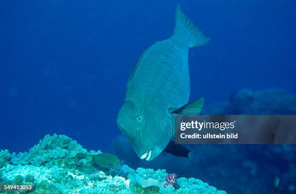 Bumphead parrotfish, Bolbometopon muricatum, Malaysia, Pazifik, Pacific ocean, Borneo, Sipadan