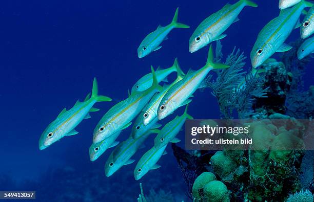 Yellow Goatfish, Mulliodichthys martinicus, Dominican Republic, Caribbean Sea