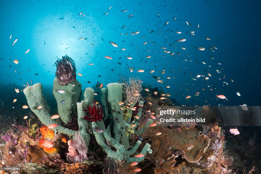 Coral Reef, Raja Ampat, West Papua, Indonesia