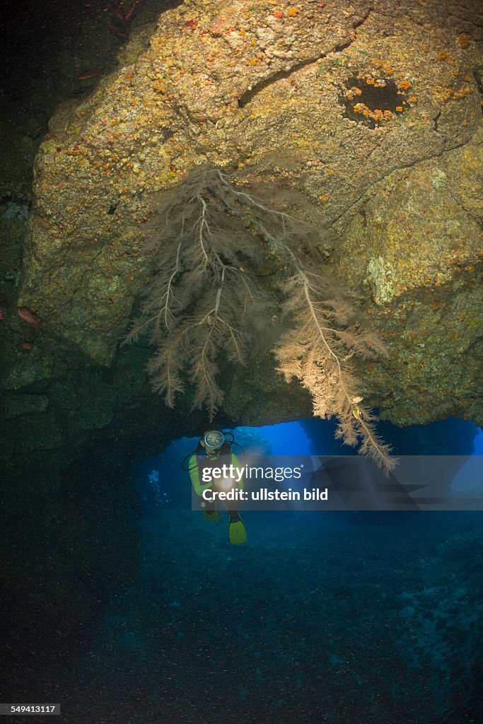 Black Coral in Cave, Cathedrals of Lanai, Maui, Hawaii, USA