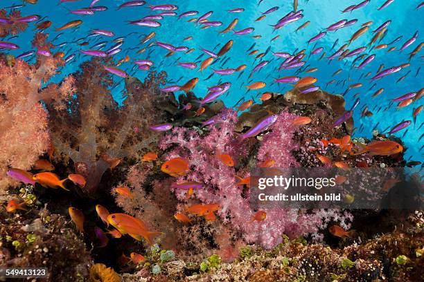 Colorful Coral Reef, Namena Marine Reserve, Fiji