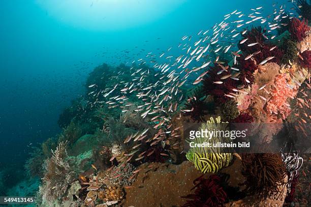 Schooling Fusiliers over Coral Reef, Pterocaesio pisang, Raja Ampat, West Papua, Indonesia