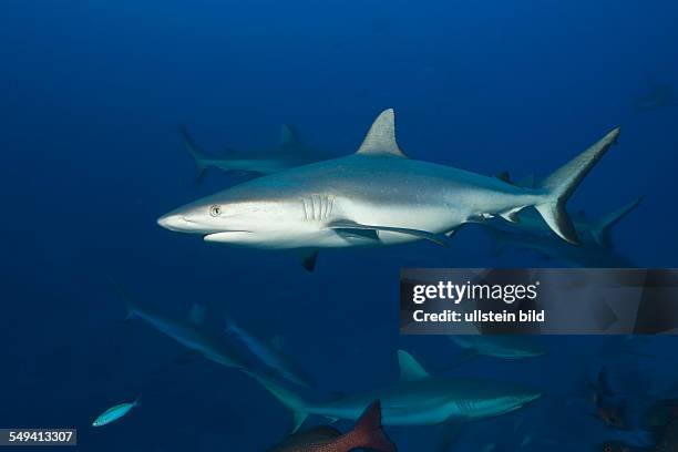 Group of Grey Reef Sharks, Carcharhinus amblyrhynchos, Nagali, Fiji