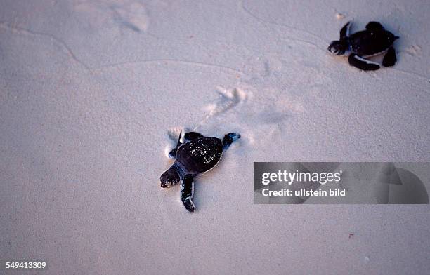 Baby Green sea turtle, green turtle runs on the beach to the see, Chelonia mydas, Malaysia, Pazifik, Pacific ocean, Borneo, Sipadan