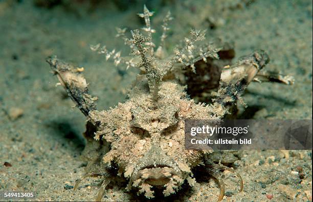 96 Inimicus Stock Photos, High-Res Pictures, and Images - Getty Images