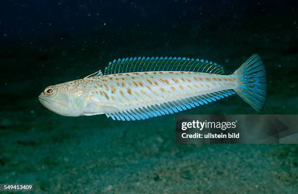 Greater weever, Weaver fish, Trachinus draco, Croatia, Istria, Mediterranean Sea
