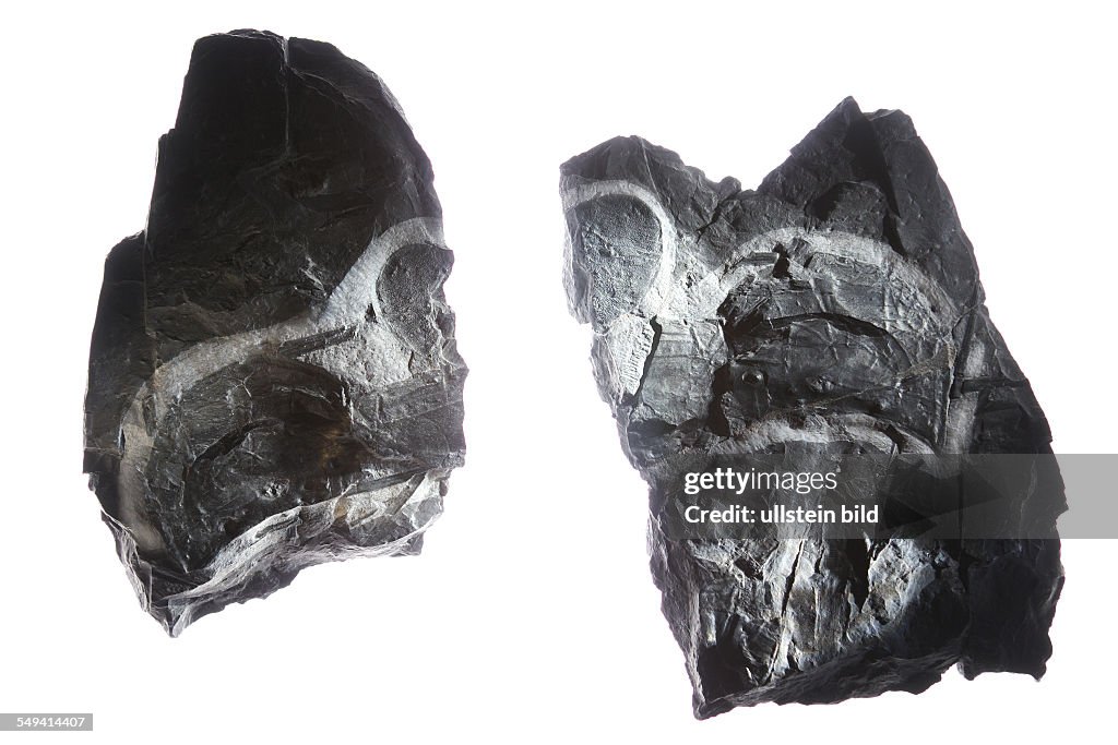 Fossilien: Teilsegment Tausendfuessler- Arthropleura
