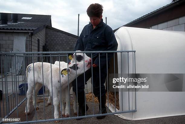 Netherlands, Leiden / Polsbroek - Cloned calves Holly and Belle. The first calves cloned by cell nuclear transfer in the Netherlands by the biotech...