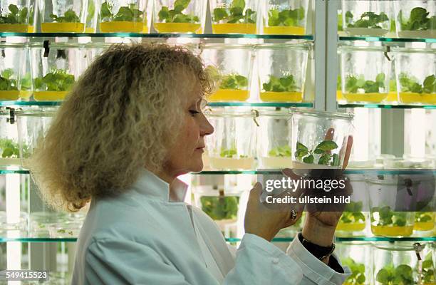 Germany, Cologne - gene technology: genetically engineered potato plants in the clearance of the Max-Planck-Institute.