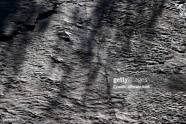 Germany, NRW, Witten-Gedern: A quarry called Rauen. The fossilized ground of a flat stretch of water. Age: 315 Mio years