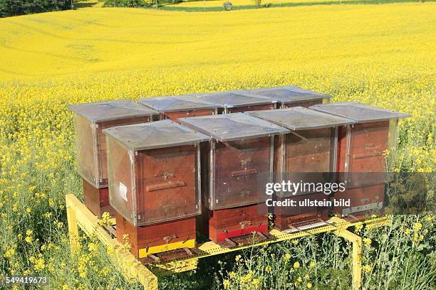 Germany, NRW, Ennepetal: A beehive in a rape field