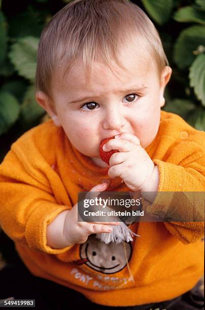 Germany, Recklinghausen: A child nibbling on a strawberry-field.