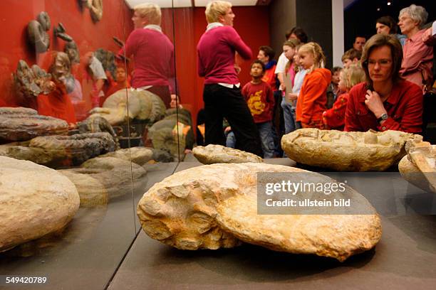 Germany, NRW, Essen: Ammonites, cephalopods, in the exhibition of the Ruhrland Museum