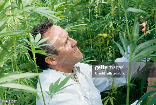 Germany, Cologne - Genetically engineered hemp in the show garden at the Max Plank Institute.