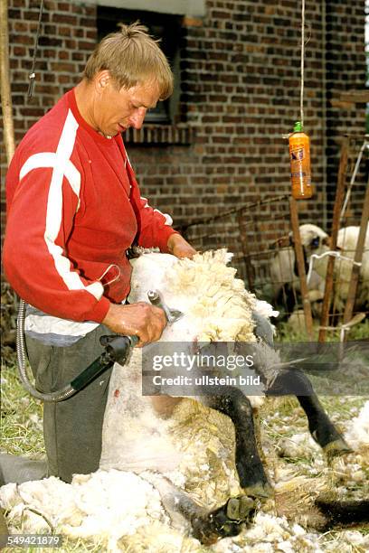 Germany, Luenen: Polish cheap workers shearing the sheeps.