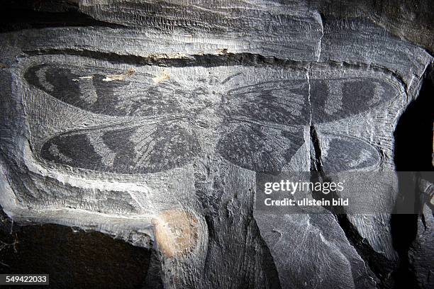 Germany, NRW, Muenster: Westphalian Museum for Natural History. Fossil finds, which are going up to 450 Million years in the past. Here a Lithomantis...