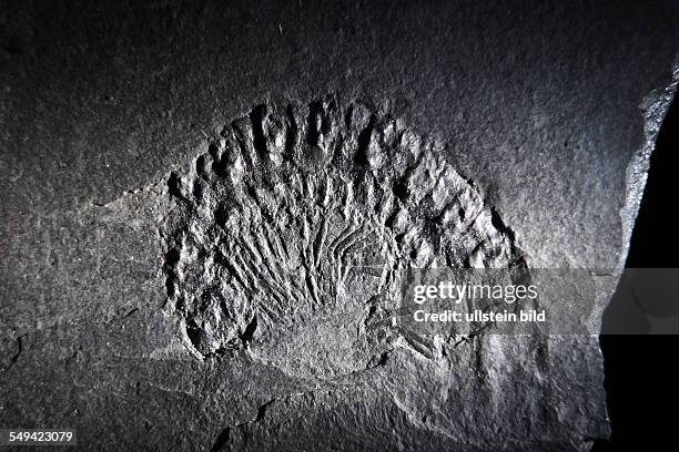 Germany, NRW, Muenster: Westphalian Museum for Natural History - Fossilized insect found at a former brickworks pit in the city of Hagen-Vorhalle....