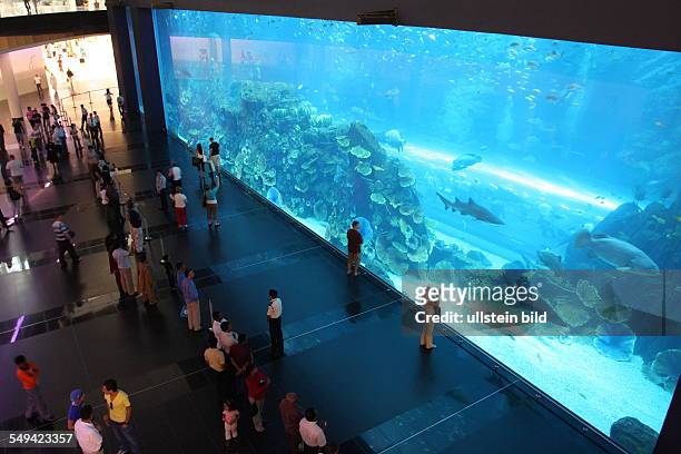 United Arab Emirates, Dubai. : Aquarium in the Mall of the Emirates / Dubai Mall.