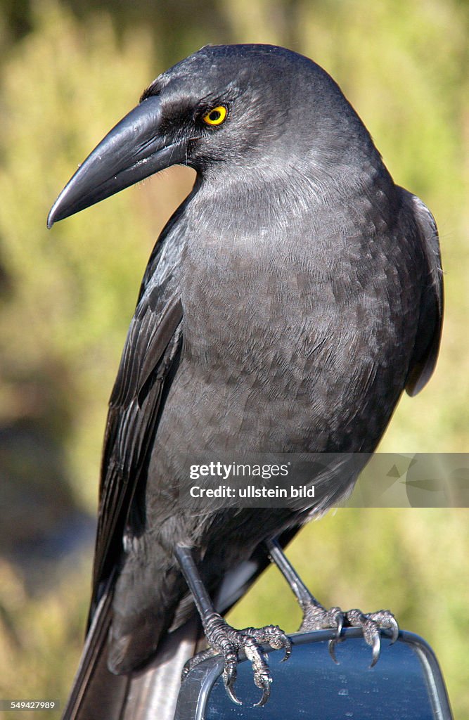 Black Currawong