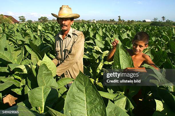 Cuba, San Luis: Trekking tour through Cuba.- Portrait of a man in a tobacco field; the cultivation is combined with a lot of handicrafts.