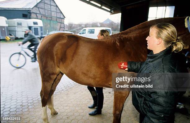 Germany: Free time.- Two young women on a stud farm; curriing.