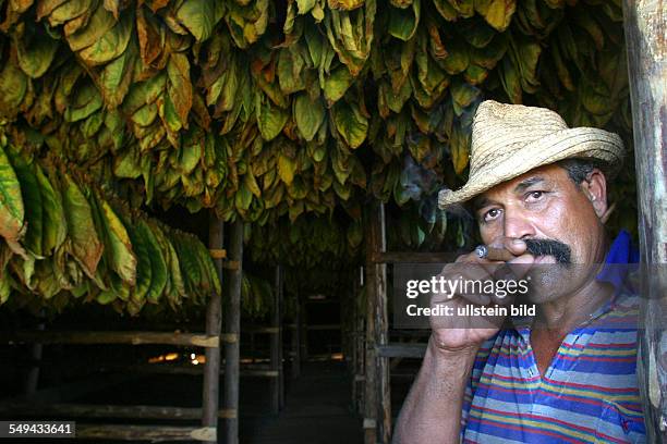 Cuba, San Luis: Portrait of a storeman; he is guarding the tobaco leaves which are hung up for driing.