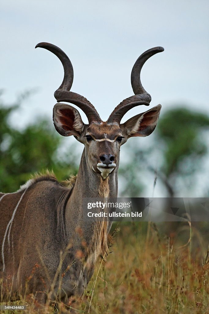 Bull Kudu