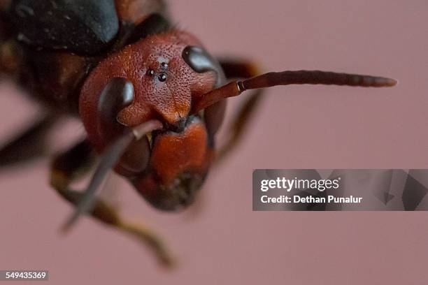 Indian Wasp Insect 257 India Wasps Stock Photos, High-Res Pictures, and Images - Getty Images